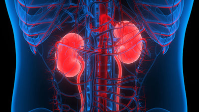Study Indicates NMN Has Anti-Aging Potential for Kidneys
