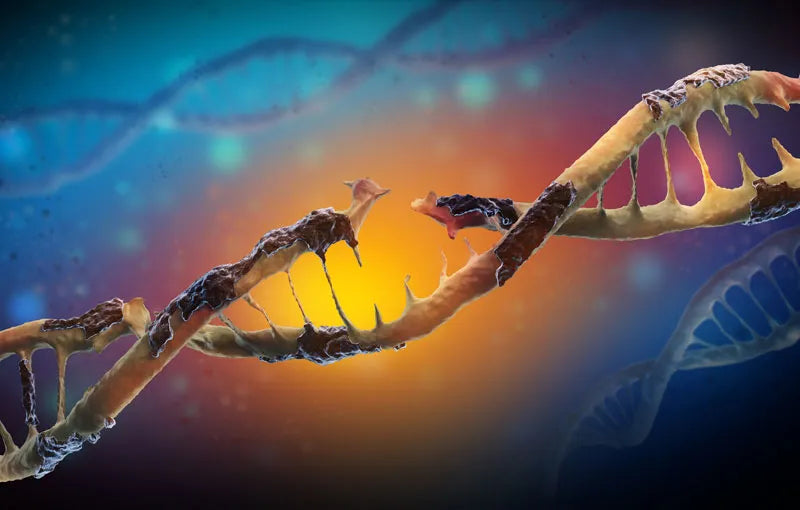 How To Repair DNA Damage: 100% Healthy & Natural Tips – NUNMN